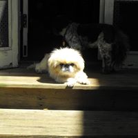 Potomac Valley Pekingese Rescue